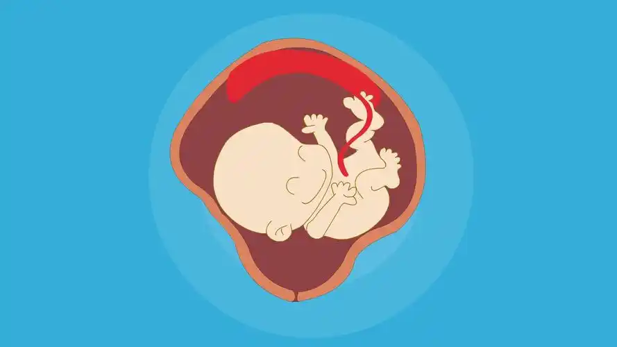 胎位右枕横位是什么意思