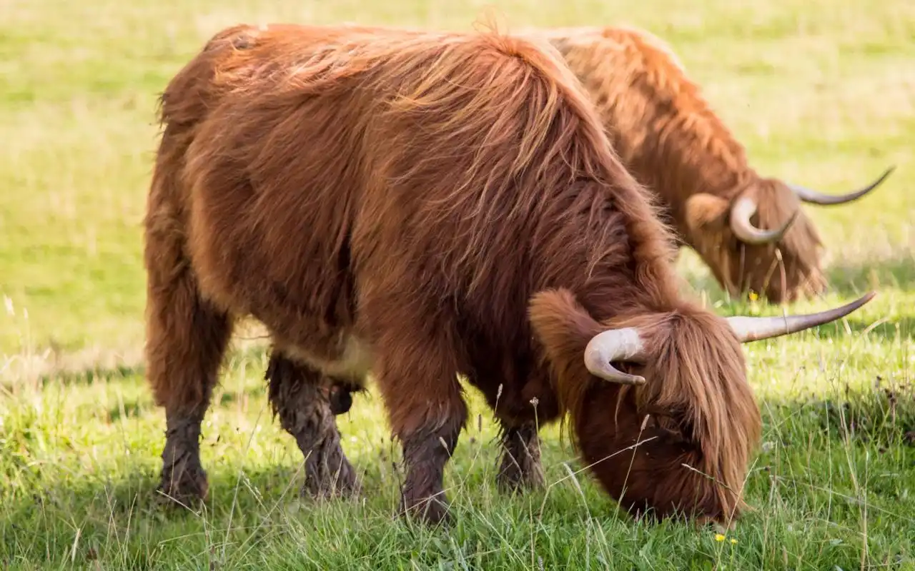 吃草的老黄牛图片素材桌面壁纸高清大图预览1920x1200_动物壁纸下载