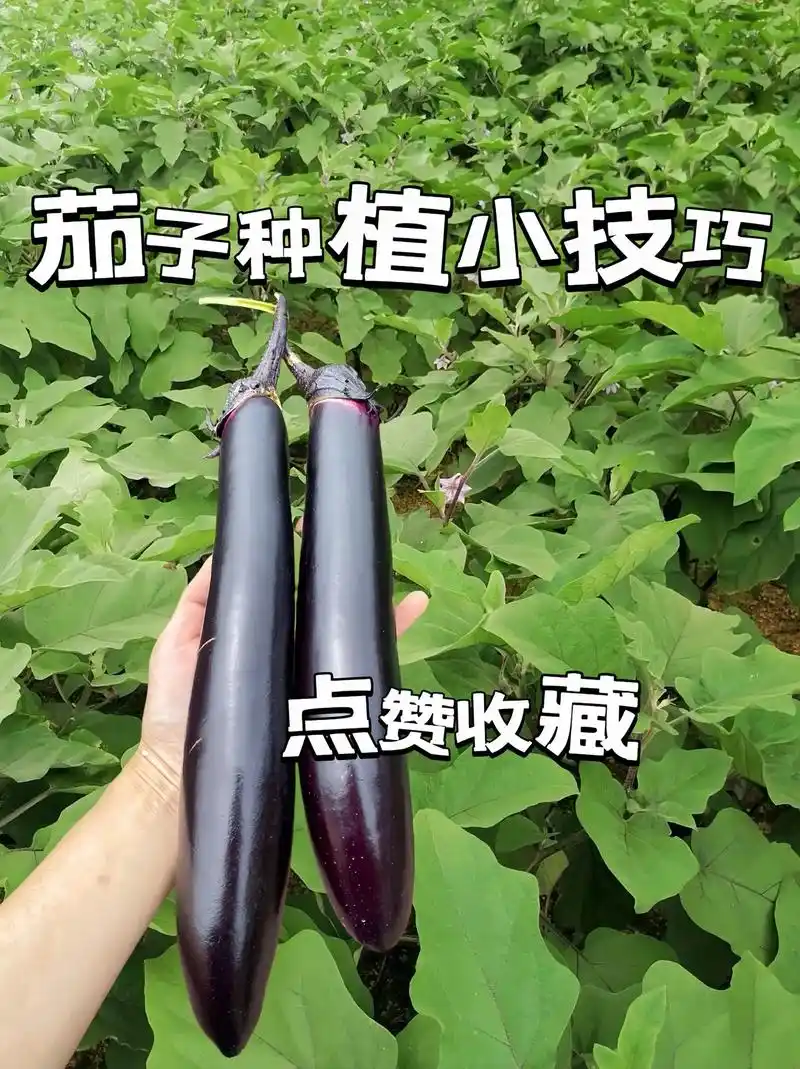 点赞收藏茄子种植小技巧农业小知识每天分享更多