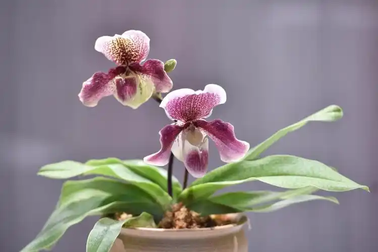 上海植物园-兜兰花展(170408)