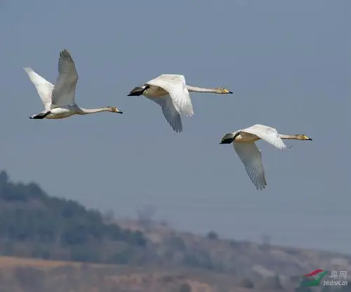 大天鹅飞姿