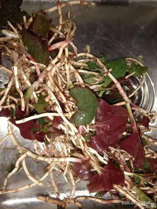 鱼腥草的副作用与禁忌鱼腥草的副作用与禁忌症