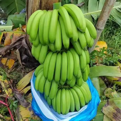 乡村振兴丨香蕉树结出"金娃娃"-中新网