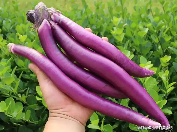 原创三伏天买茄子选长的还是圆的口感差别大弄懂别买错