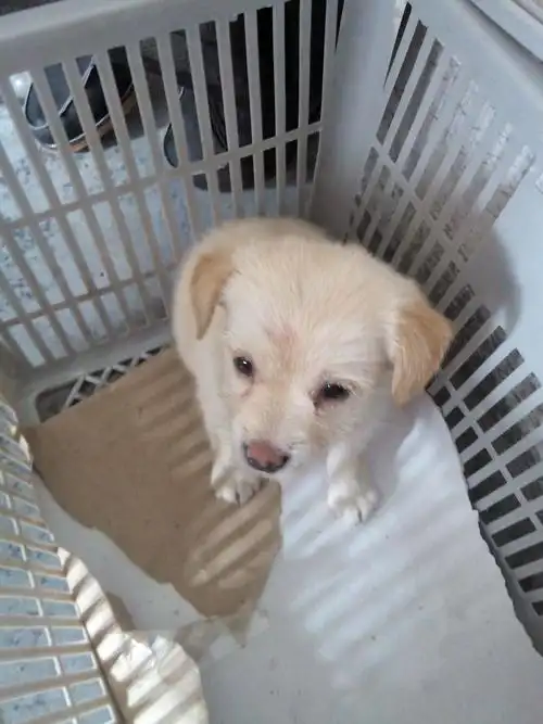 金毛串串直钱不啊