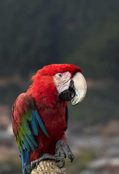 红鹦鹉—祝摄友们新年快乐