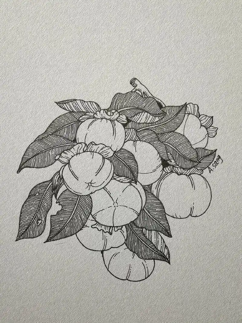 柿柿如意.#图文伙伴计划#每日一画#针管笔手绘 #画画#临摹 - 抖音