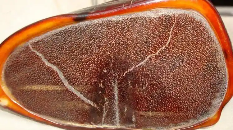 认识犀角5识真辩伪