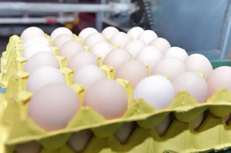 在第一书记王英豪的帮助下,北林鸡蛋进入了南宁梦之岛,百货市场等商场