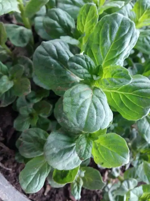 这是什么品种的薄荷?