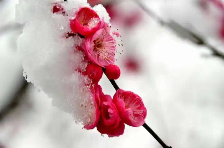 傲立雪中更芬芳