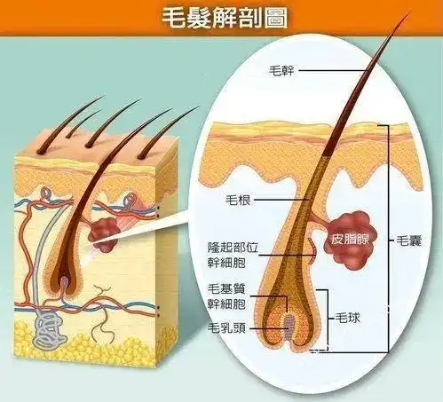 脱落的头发根部是毛囊吗