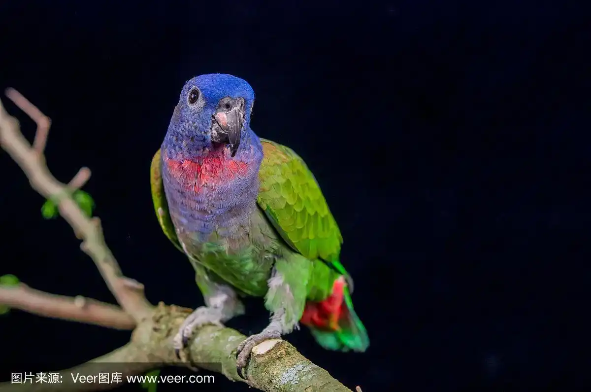 蓝头鹦鹉坐在树枝上