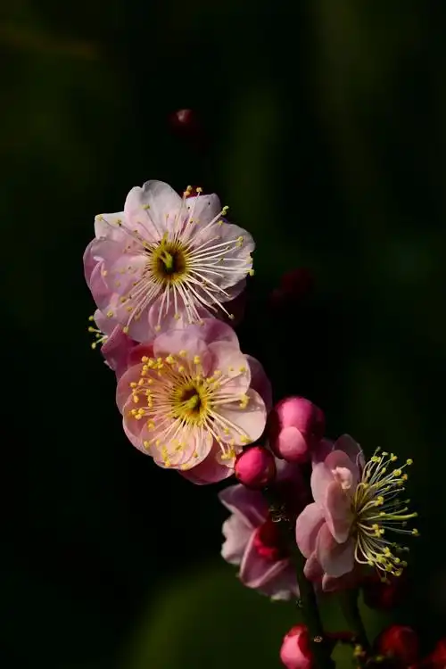 立春以来拍摄到梅花照片的综合篇,在小年夜里发布,迎接2018年的新春