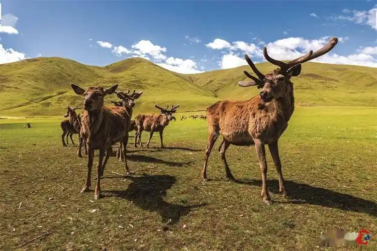 人鹿情深五十年_马鹿