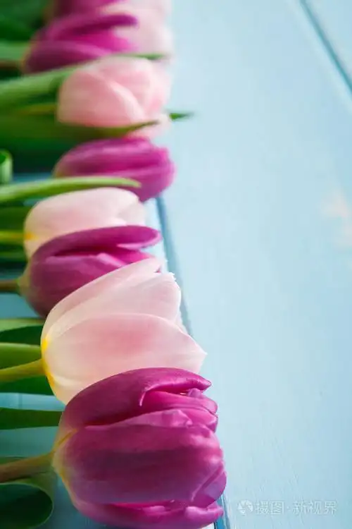 在蓝色的木头,副本空间紫色郁金香花背景