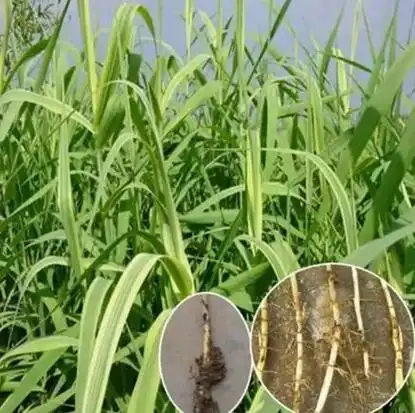 芦根的作用与功效_芦根图片-古中药养生网