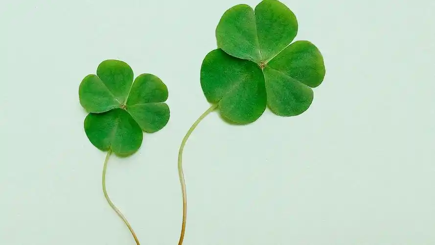希望四叶草带来好运的图片