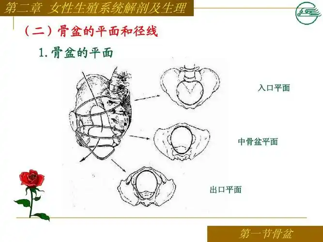 骨盆的平面 入口平面 中骨盆平面 出口平面 第一节骨盆