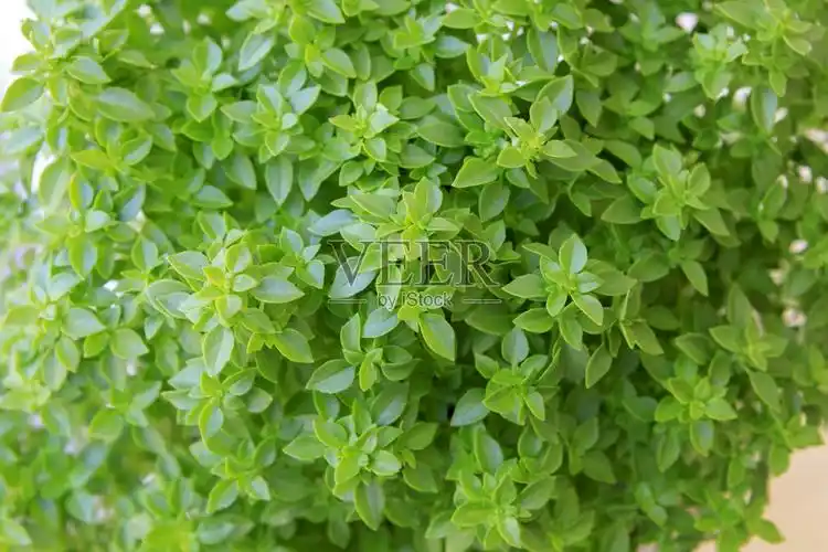 天然罗勒草本植物照片摄影图片