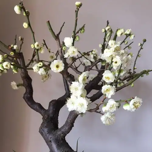 一物一拍金钱绿萼梅花树苗盆栽红梅朱砂素心花卉