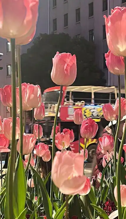 太爱的锁屏壁纸颜值治愈干净又很流行的锁屏有绝美