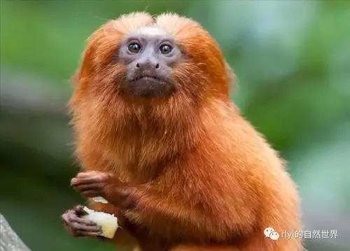 今日金狮狨猴goldenliontamarin