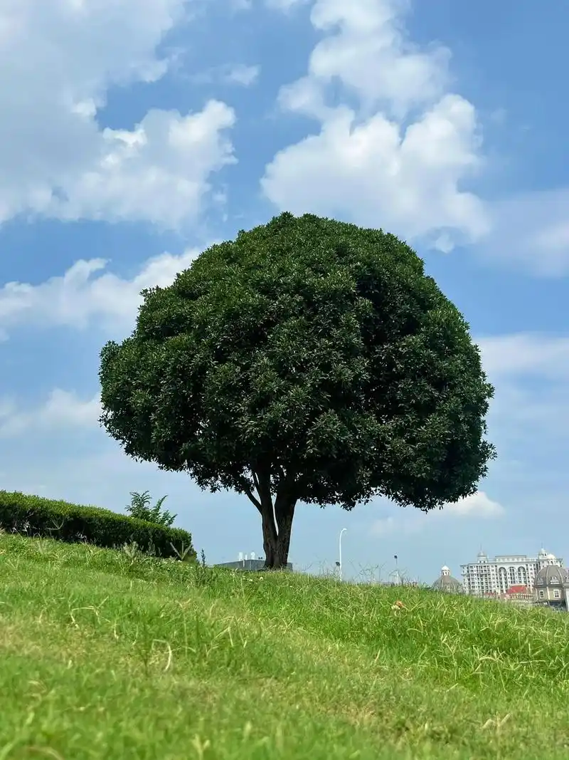 蚌埠美景最像西兰花的树06蓝天白云绿草地.