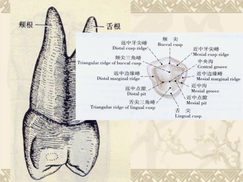 下颌前磨牙解剖形态ppt课件.ppt