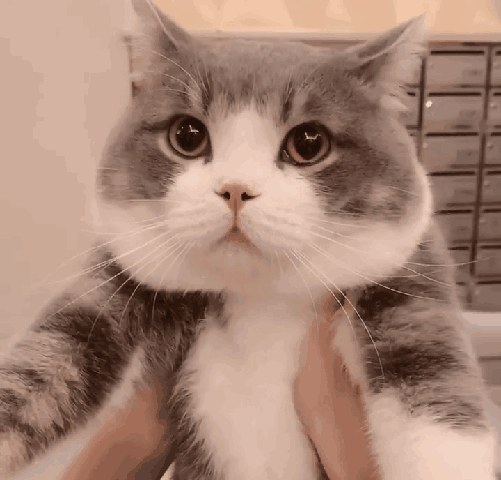 可爱的表情包猫猫系列第三期