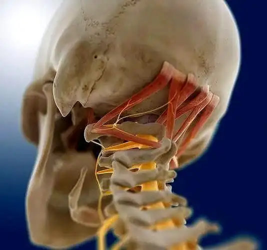 那就是枕下肌群,这些肌群都是有一些比较小的肌肉构成的,从浅到深有头