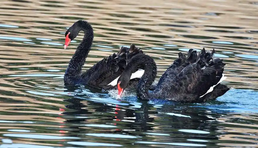 放弃孵蛋的黑天鹅 - 美篇
