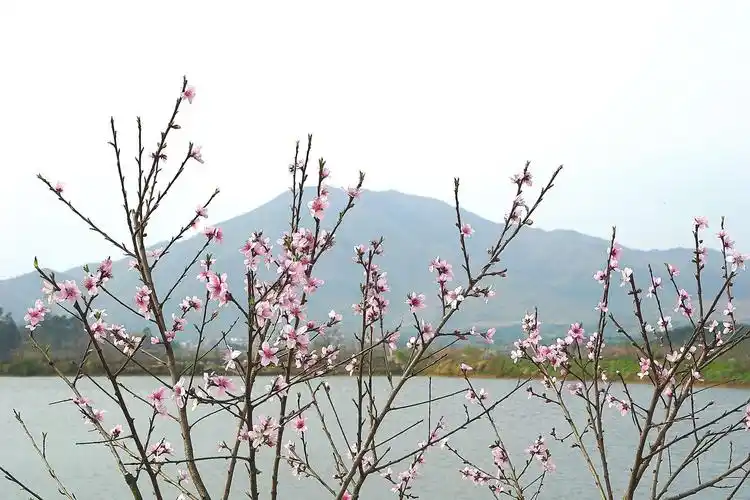 本次我们拍摄的主题是:将宜山森林公园的山美,洑水河的水美,桃花堤