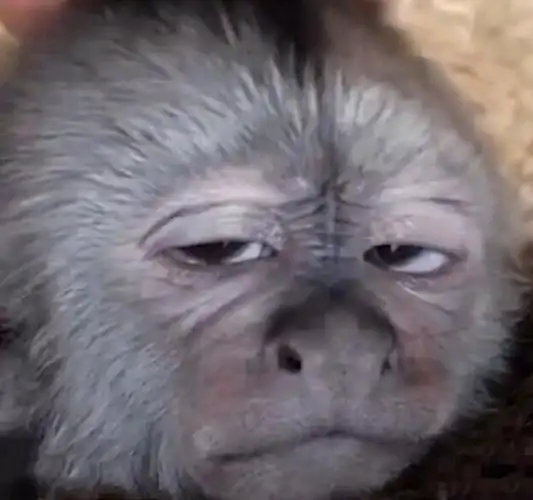 最搞笑的是,张一山同时晒出的猴子照片,与张一山的表情和眼神一模一样