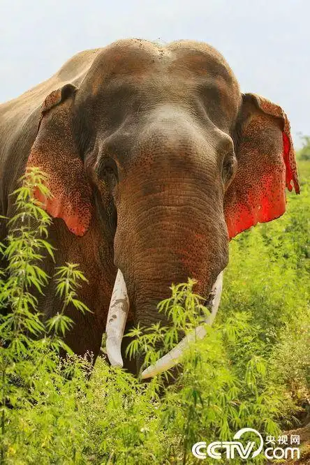 印度现红耳大象 耳朵奇特自带娇羞