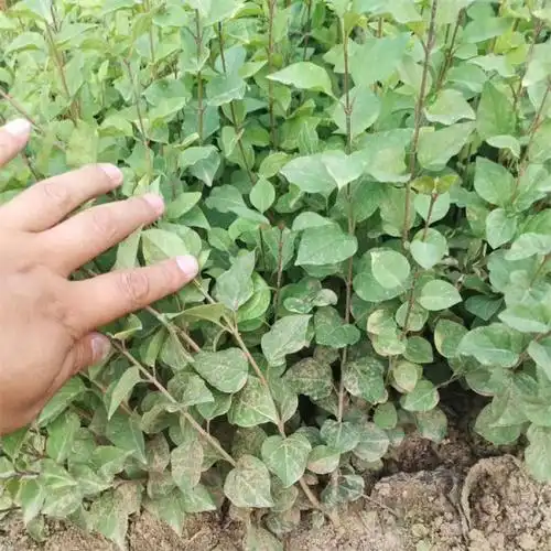 c. chang et x. l. chen)是木犀科丁香属巧玲花的亚种,落叶灌木.