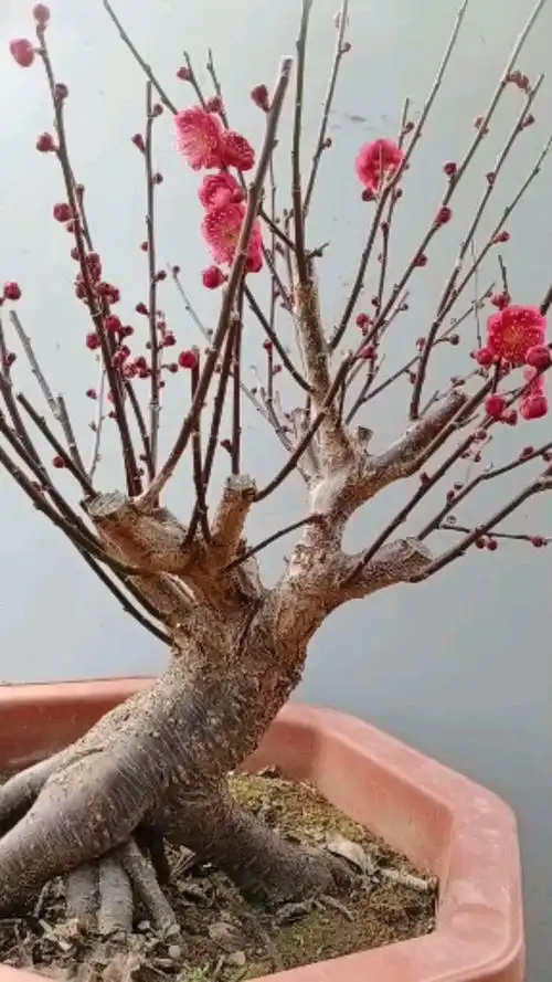 红须朱砂梅的颜色果然艳丽