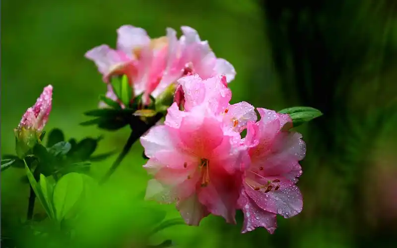 清新绿色护眼植物图片桌面壁纸