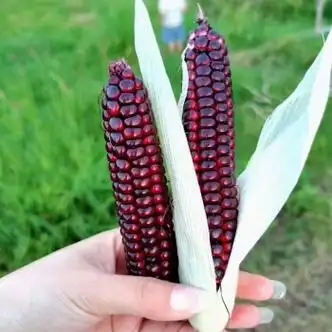 紫色拇指小玉米甜香糯水果应季速食特产小个手指玉米 a级紫糯0