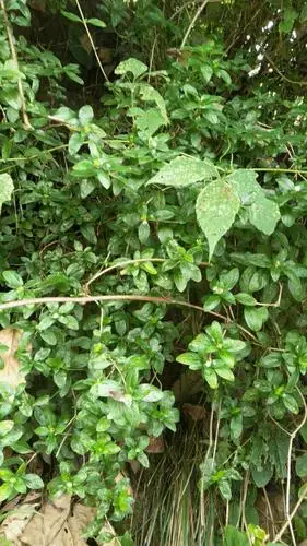 药用植物 一百零一