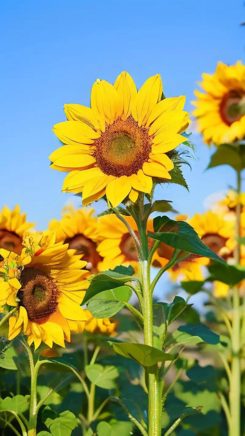 🌻黄色系向日葵壁纸大放送🎉 亲们,今天给大家带来一组超级温暖