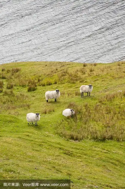 四只羊在绿色的牧场上