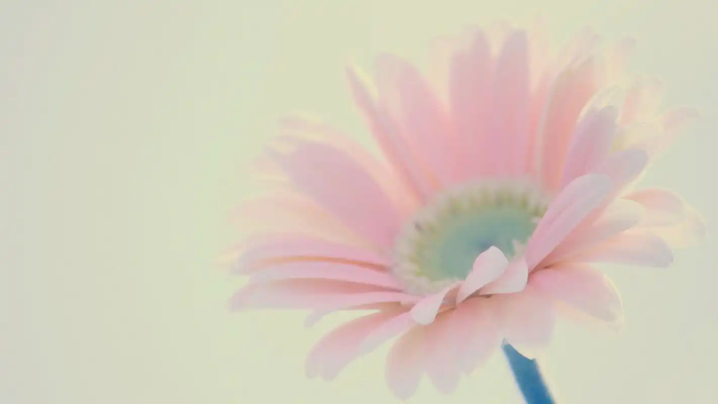 精选大自然唯美小清新花卉素材图片桌面壁纸下载第二辑