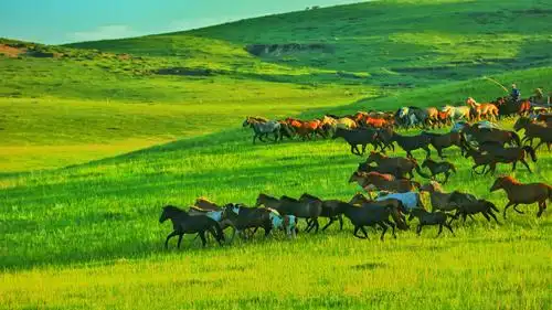 十几个摄影爱好者,驱车近千公里前往西乌珠穆泌旗世界四大草原之一,去