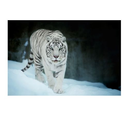 老虎海报生肖动物画老虎画墙贴办公室风水画走廊玄老虎年画贴画