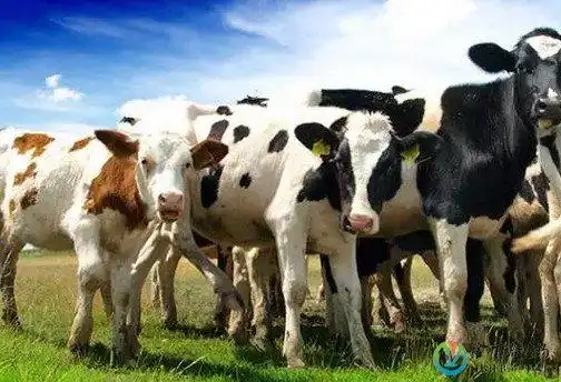 产奶量的关键技术_丁酸梭菌|丁酸梭菌联合发酵|微生态制剂-金百合生物