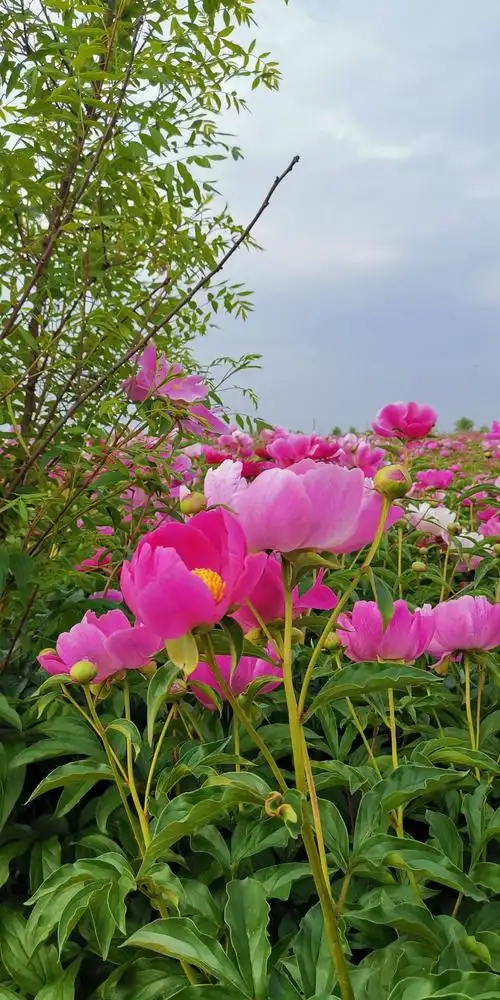 其它 东古城芍药花盛开 写美篇  芍药花花容美好,天