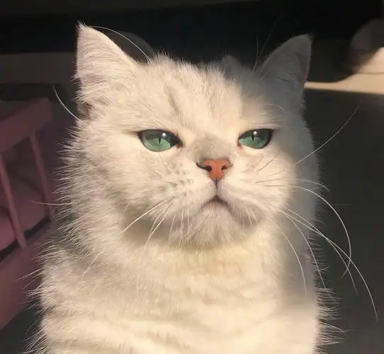 有没有看上去酷酷的男生猫头像?