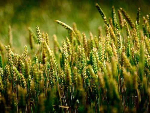 唯美绿色意境好看大图森系小清新图片