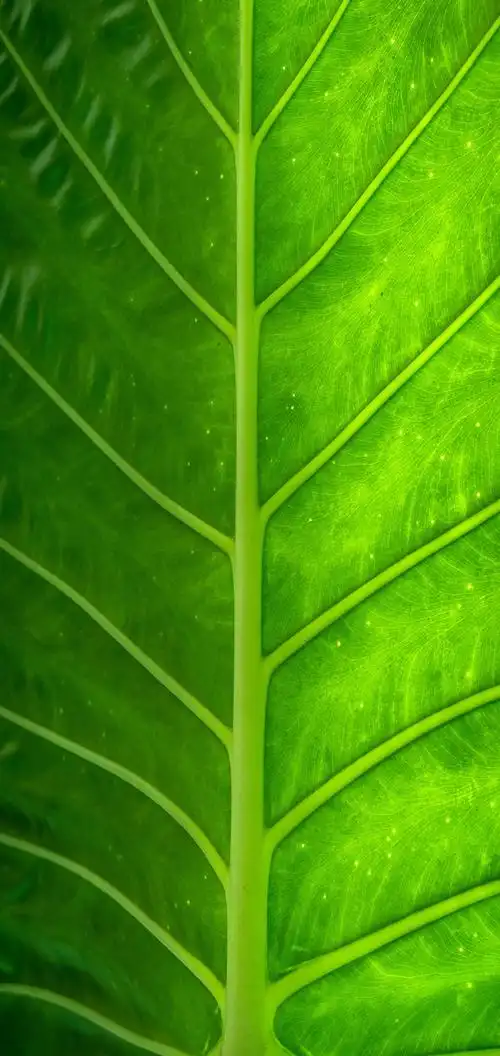 壁纸- 华为mate40系列应用资源 花粉俱乐部